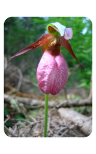 Pink Lady’s Slippers